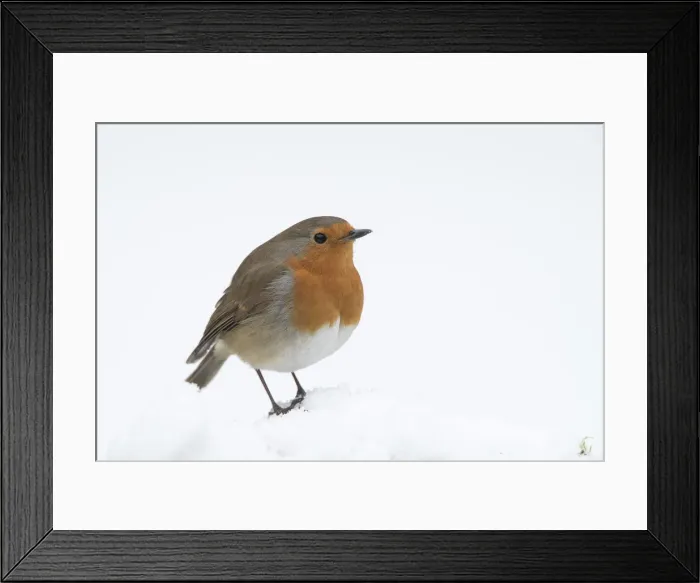Framed Print : Picture No. 12010622 Framed Print : Picture No. 12010622
