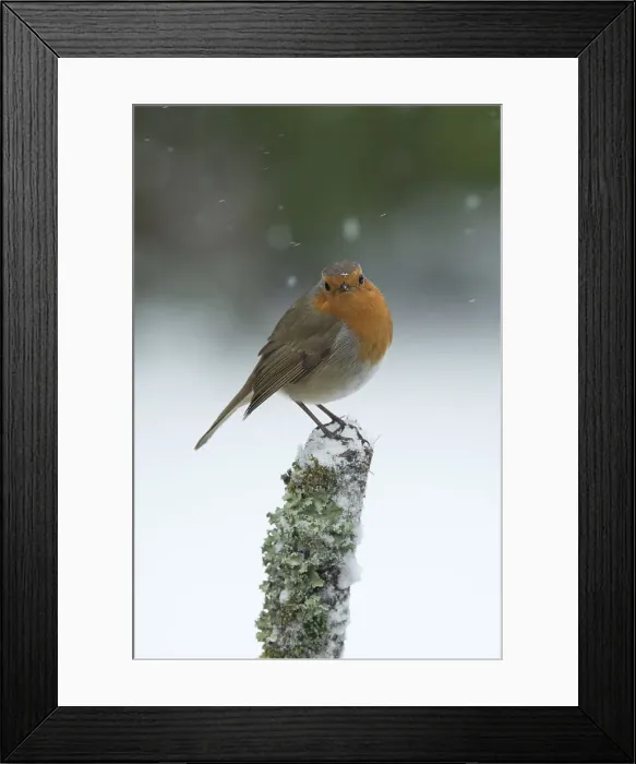 Framed Print : Picture No. 12010623 Framed Print : Picture No. 12010623