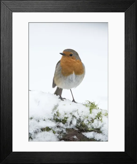 Framed Print : Picture No. 12010624 Framed Print : Picture No. 12010624
