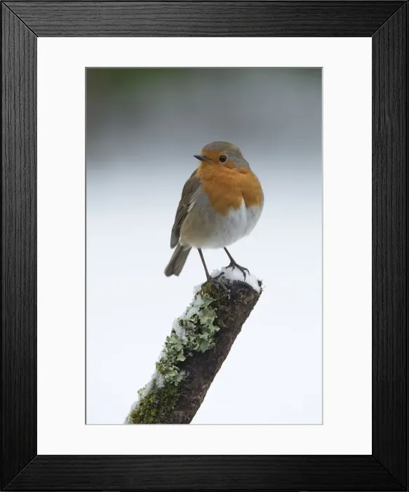 Framed Print : Picture No. 12010625 Framed Print : Picture No. 12010625