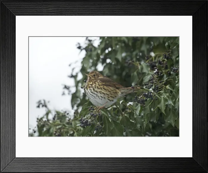 Framed Print : Picture No. 12010626 Framed Print : Picture No. 12010626