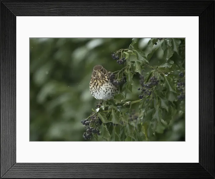 Framed Print : Picture No. 12010627 Framed Print : Picture No. 12010627