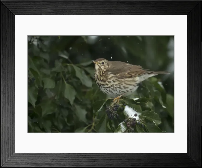 Framed Print : Picture No. 12010628 Framed Print : Picture No. 12010628