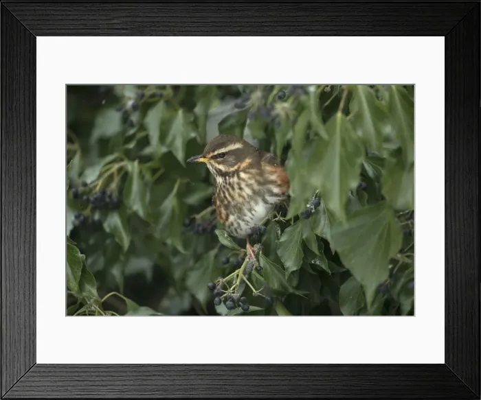 Framed Print : Picture No. 12010629 Framed Print : Picture No. 12010629