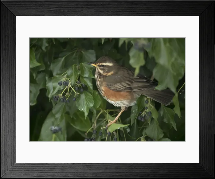 Framed Print : Picture No. 12010630 Framed Print : Picture No. 12010630