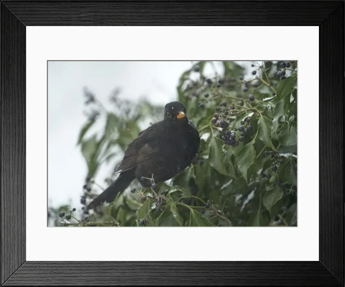 Framed Print : Picture No. 12010631 Framed Print : Picture No. 12010631