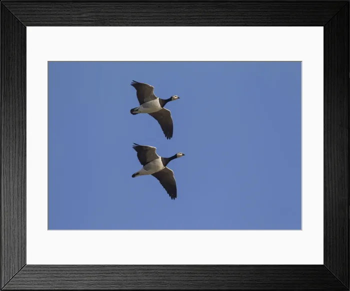 Framed Print : Picture No. 12009516 Framed Print : Picture No. 12009516