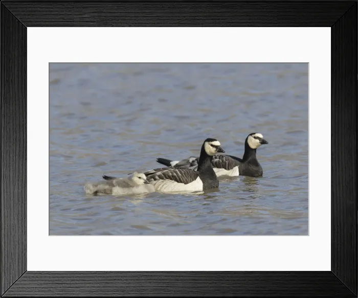 Framed Print : Picture No. 12009517 Framed Print : Picture No. 12009517