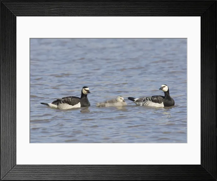 Framed Print : Picture No. 12009518 Framed Print : Picture No. 12009518