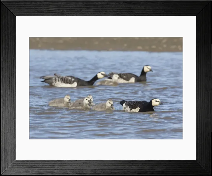 Framed Print : Picture No. 12009519 Framed Print : Picture No. 12009519