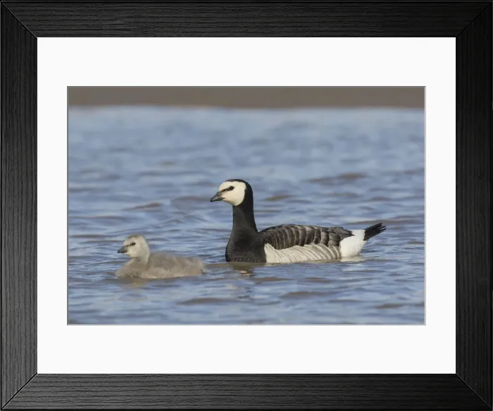 Framed Print : Picture No. 12009520 Framed Print : Picture No. 12009520