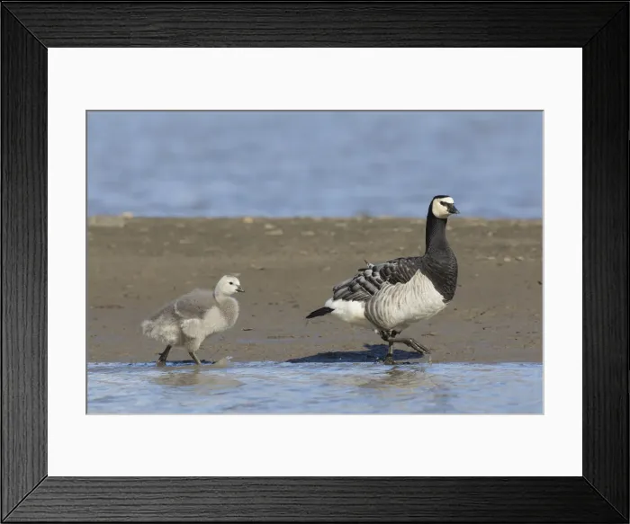 Framed Print : Picture No. 12009521 Framed Print : Picture No. 12009521
