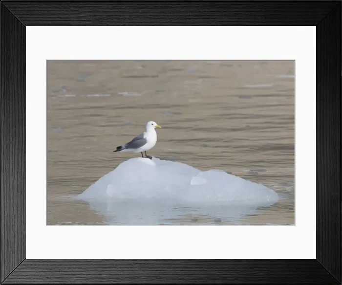 Framed Print : Picture No. 12009523 Framed Print : Picture No. 12009523