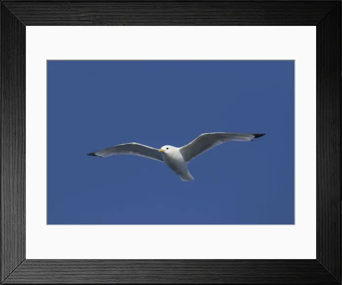 Framed Print : Picture No. 12009525 Framed Print : Picture No. 12009525