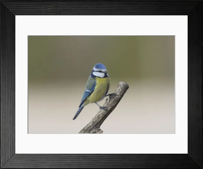Framed Print : Picture No. 12009527 Framed Print : Picture No. 12009527