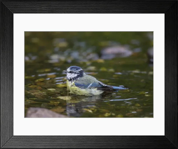 Framed Print : Picture No. 12009528 Framed Print : Picture No. 12009528