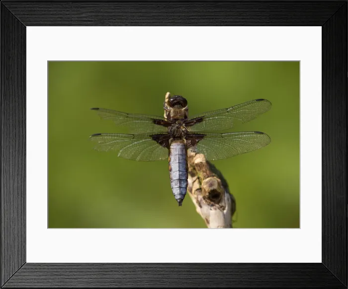 Framed Print : Picture No. 12009529 Framed Print : Picture No. 12009529