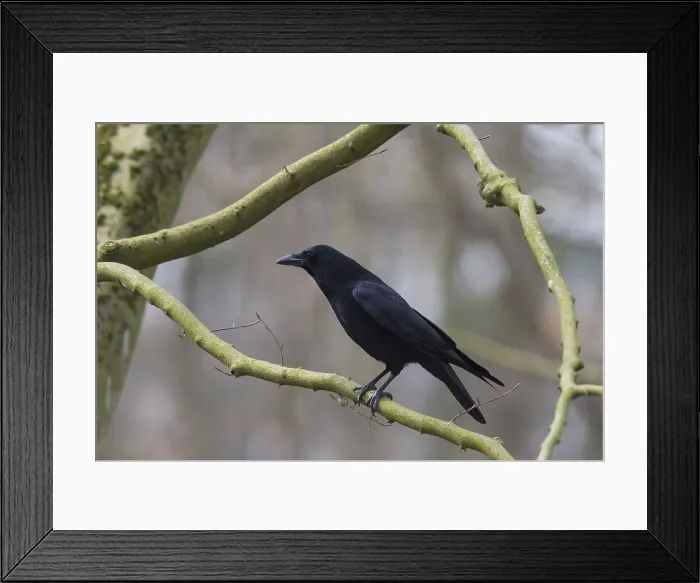 Framed Print : Picture No. 12009530 Framed Print : Picture No. 12009530