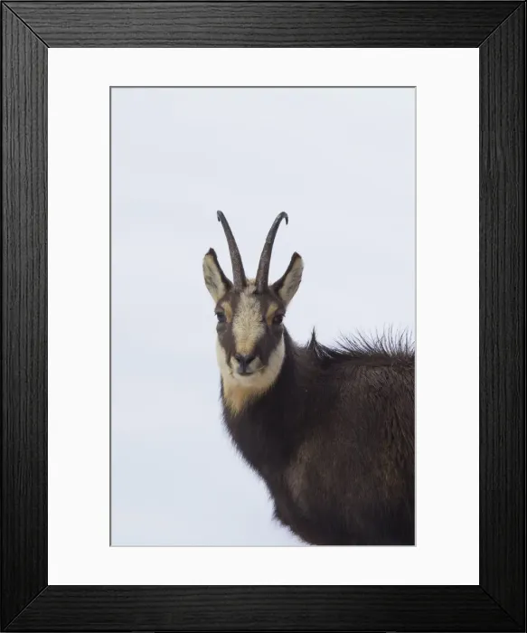 Framed Print : Picture No. 12009531 Framed Print : Picture No. 12009531