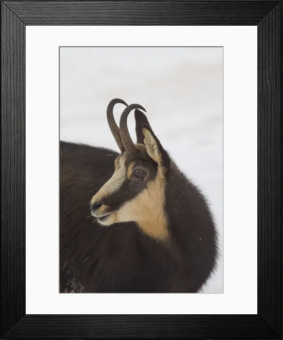 Framed Print : Picture No. 12009532 Framed Print : Picture No. 12009532