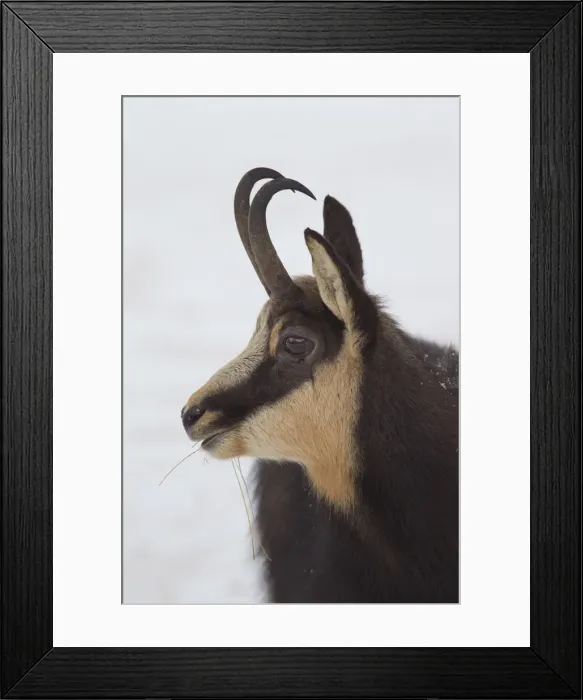 Framed Print : Picture No. 12009533 Framed Print : Picture No. 12009533