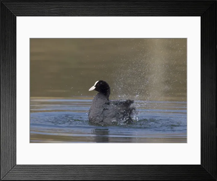 Framed Print : Picture No. 12009536 Framed Print : Picture No. 12009536