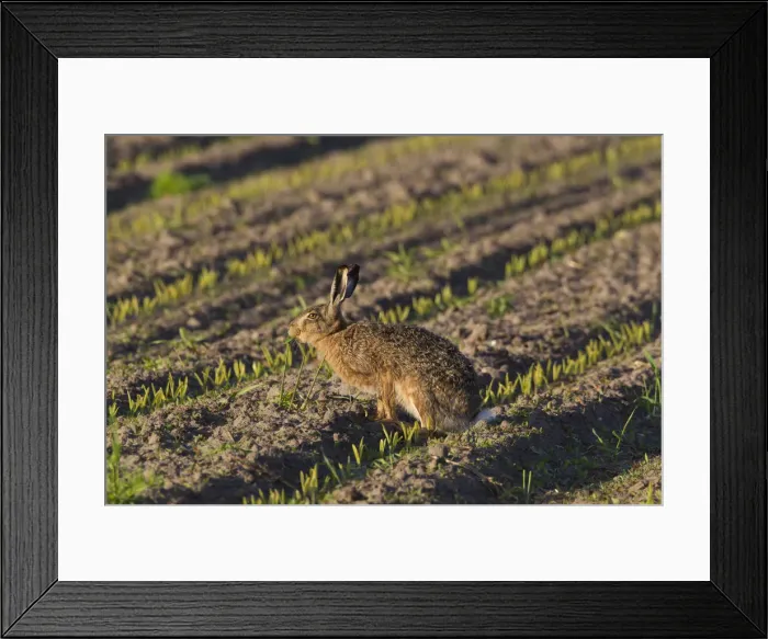 Framed Print : Picture No. 12009540 Framed Print : Picture No. 12009540