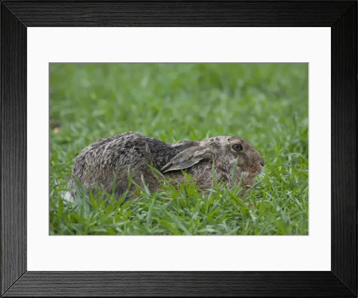Framed Print : Picture No. 12009541 Framed Print : Picture No. 12009541