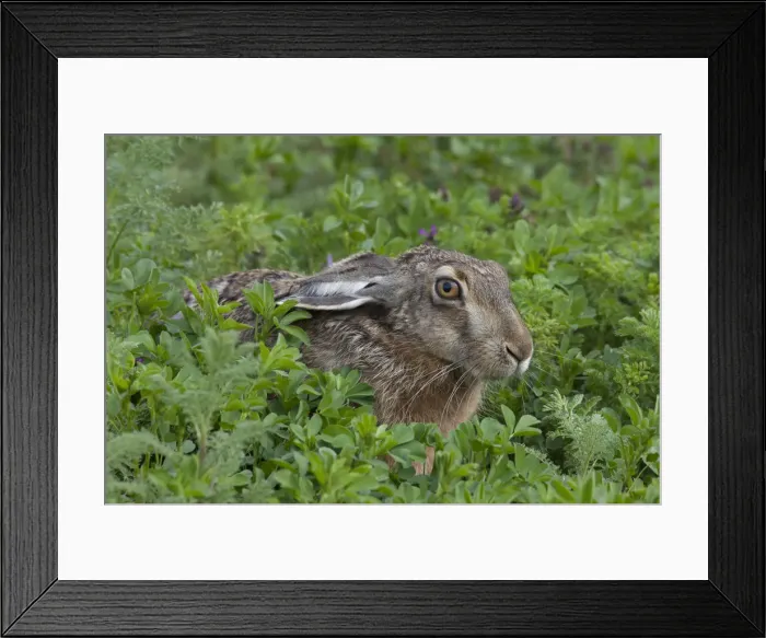 Framed Print : Picture No. 12009542 Framed Print : Picture No. 12009542