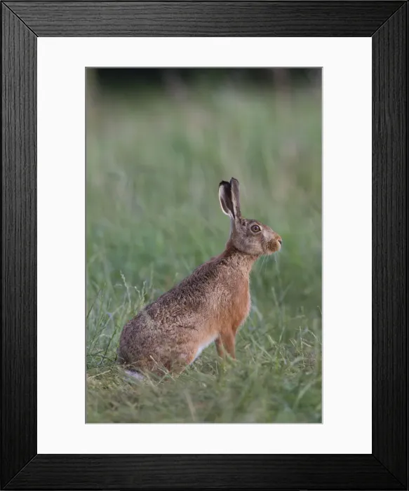 Framed Print : Picture No. 12009544 Framed Print : Picture No. 12009544