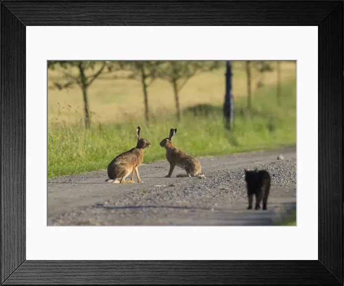 Framed Print : Picture No. 12009545 Framed Print : Picture No. 12009545
