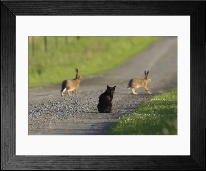 Framed Print : Picture No. 12009546 Framed Print : Picture No. 12009546