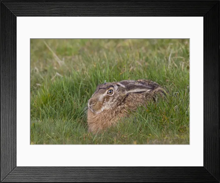 Framed Print : Picture No. 12009547 Framed Print : Picture No. 12009547