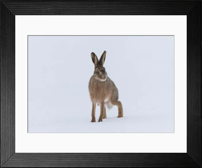 Framed Print : Picture No. 12009549