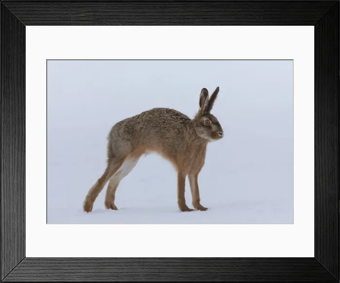Framed Print : Picture No. 12009550 Framed Print : Picture No. 12009550