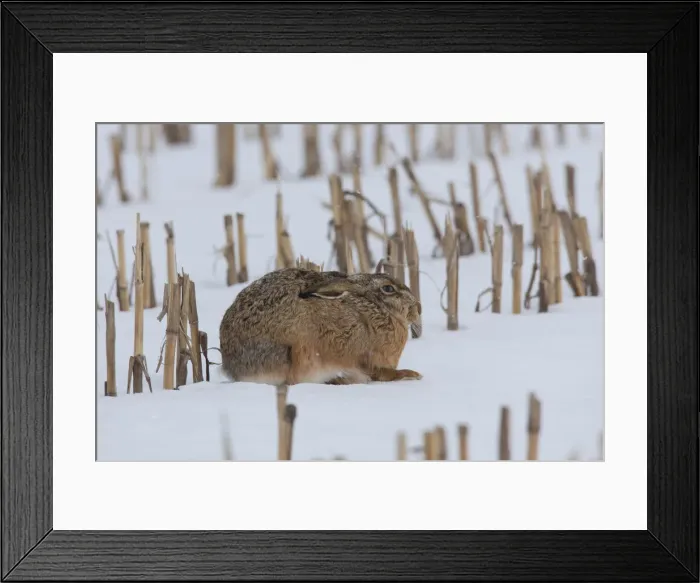 Framed Print : Picture No. 12009551 Framed Print : Picture No. 12009551