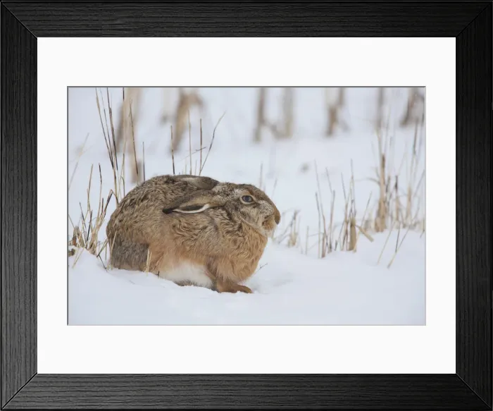 Framed Print : Picture No. 12009552 Framed Print : Picture No. 12009552