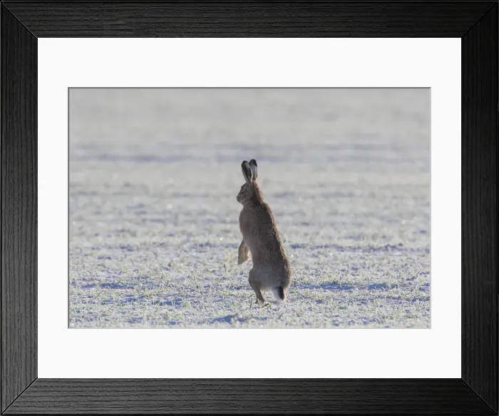 Framed Print : Picture No. 12009553 Framed Print : Picture No. 12009553
