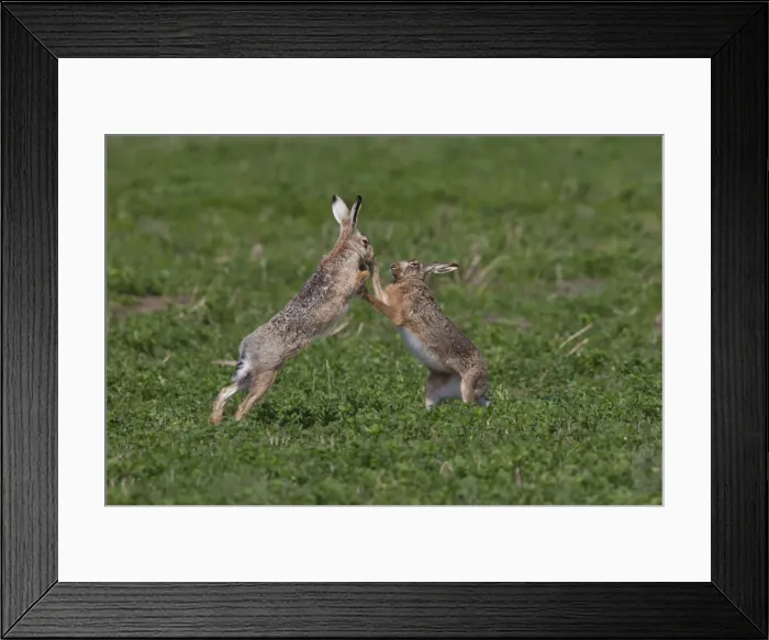 Framed Print : Picture No. 12009554 Framed Print : Picture No. 12009554
