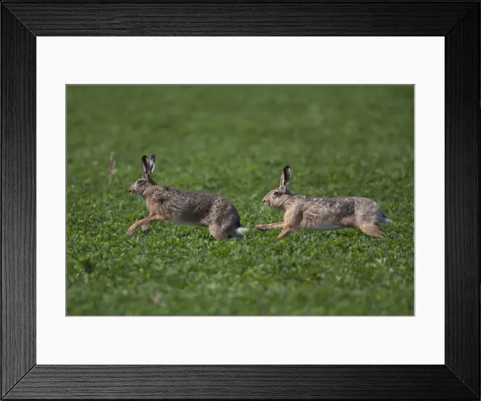 Framed Print : Picture No. 12009555 Framed Print : Picture No. 12009555