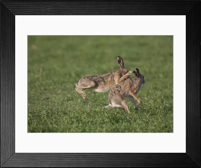 Framed Print : Picture No. 12009556 Framed Print : Picture No. 12009556