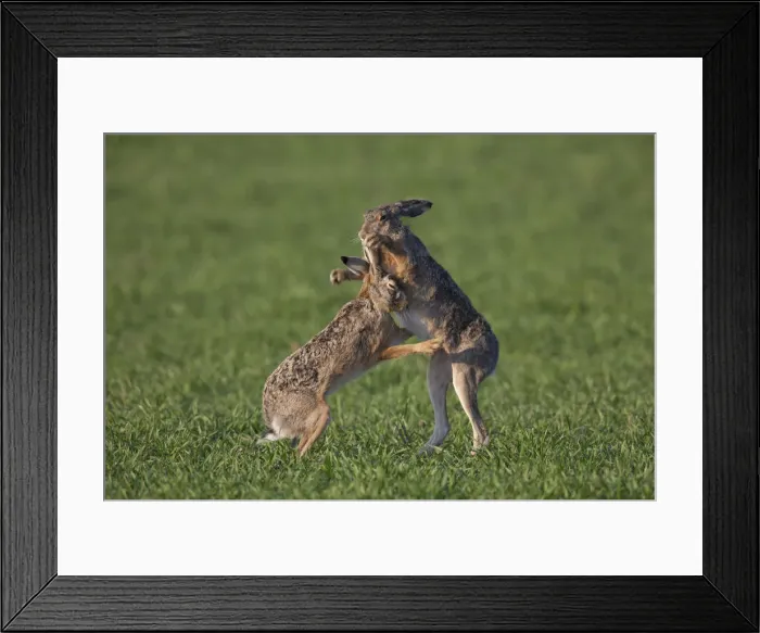 Framed Print : Picture No. 12009557 Framed Print : Picture No. 12009557