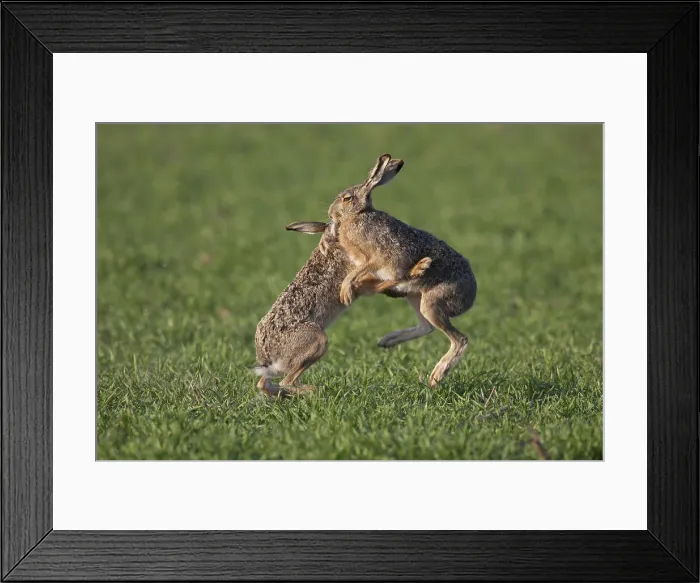 Framed Print : Picture No. 12009558 Framed Print : Picture No. 12009558