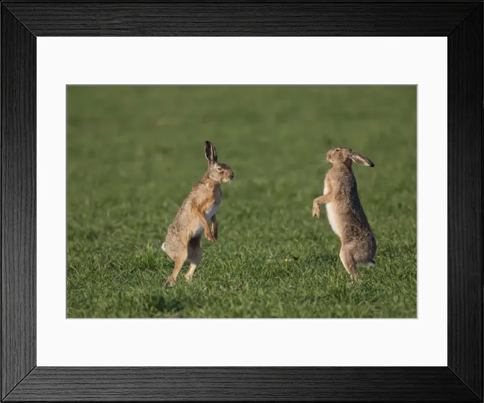 Framed Print : Picture No. 12009559 Framed Print : Picture No. 12009559