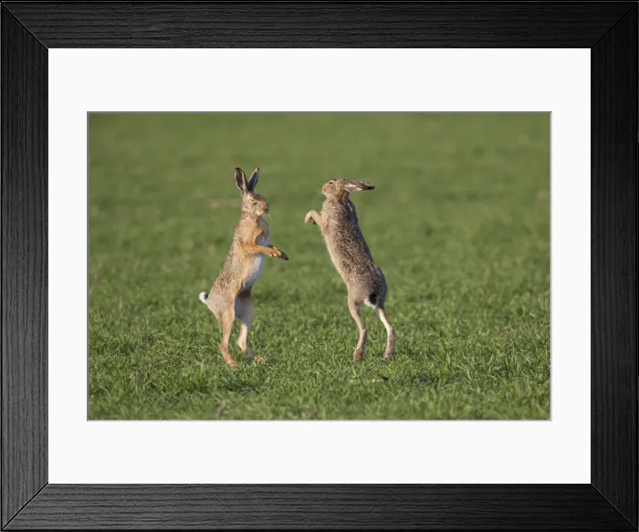 Framed Print : Picture No. 12009560 Framed Print : Picture No. 12009560
