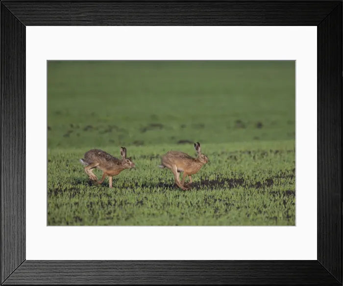 Framed Print : Picture No. 12009561 Framed Print : Picture No. 12009561