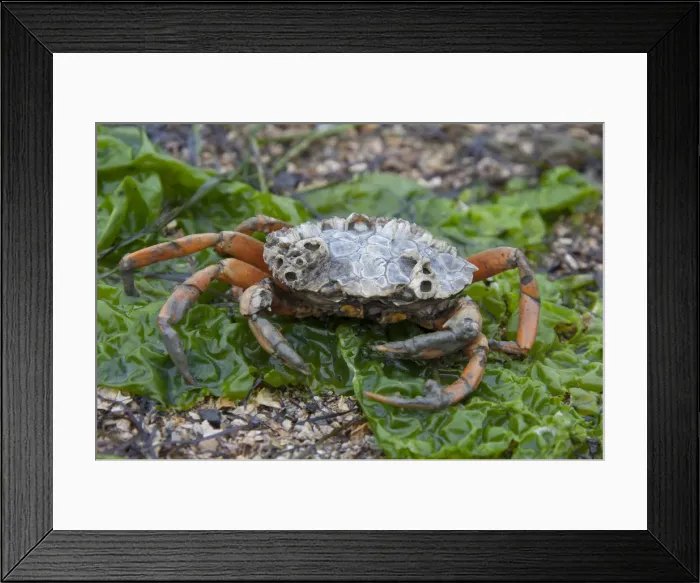 Framed Print : Picture No. 12009563 Framed Print : Picture No. 12009563