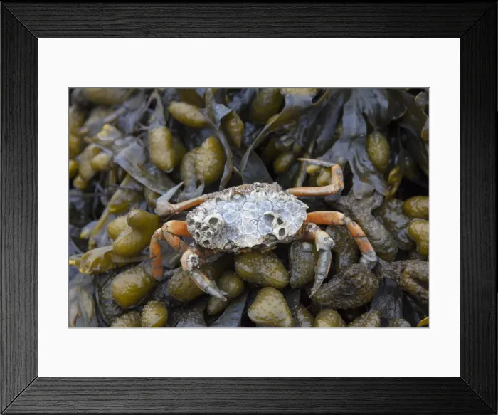 Framed Print : Picture No. 12009564 Framed Print : Picture No. 12009564