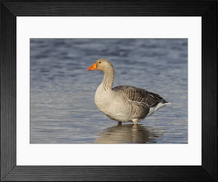 Framed Print : Picture No. 12009565 Framed Print : Picture No. 12009565