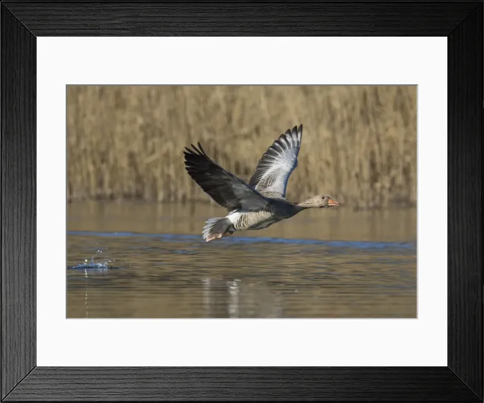Framed Print : Picture No. 12009566 Framed Print : Picture No. 12009566